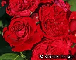 Mondroß (unbekannt) Bild der Rose 'Mondroß' (unbekannt)