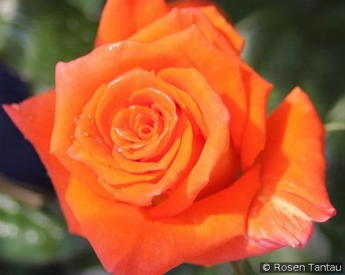 Monica (unbekannt) Bild der Rose 'Monica' (unbekannt)
