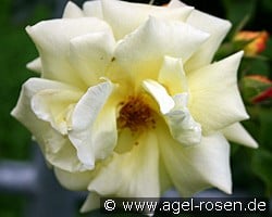 Morgensonne (unbekannt) Bild der Rose 'Morgensonne' (unbekannt)