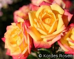 Nelissa (unbekannt) Bild der Rose 'Nelissa' (unbekannt)