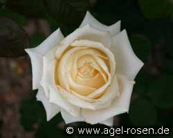 Nette Ingeborg (unbekannt) Bild der Rose 'Nette Ingeborg' (unbekannt)