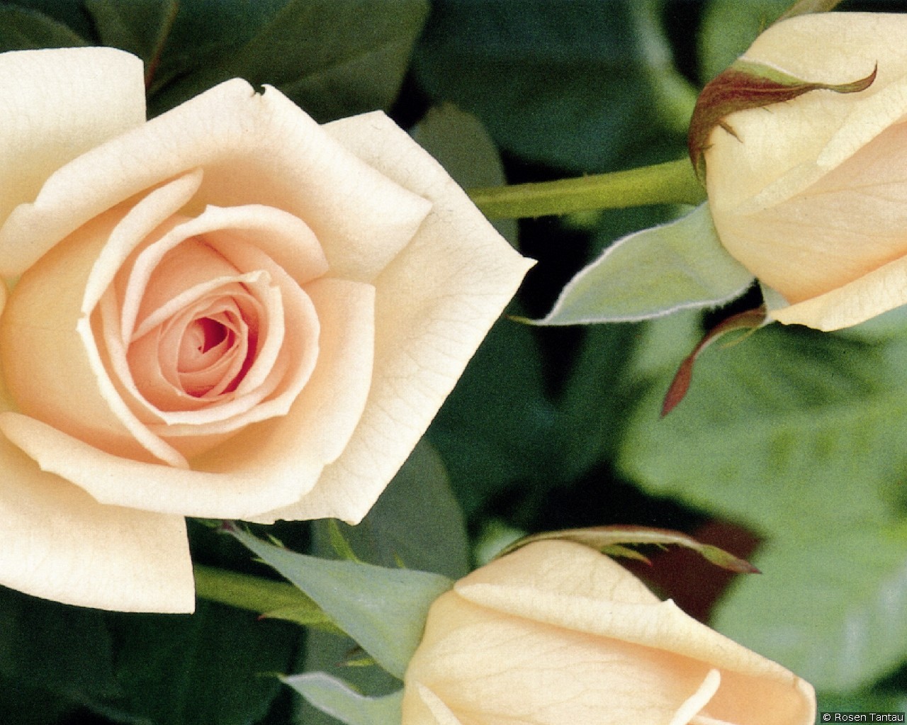 Osiana (unbekannt) Bild der Rose 'Osiana' (unbekannt)