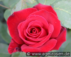 Paola (unbekannt) Bild der Rose 'Paola' (unbekannt)