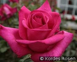 Parole (unbekannt) Bild der Rose 'Parole' (unbekannt)