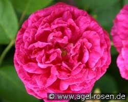 Paul Ricault (unbekannt) Bild der Rose 'Paul Ricault' (unbekannt)
