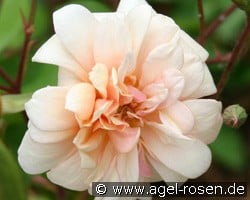 Perle d'Or (unbekannt) Bild der Rose 'Perle d'Or' (unbekannt)