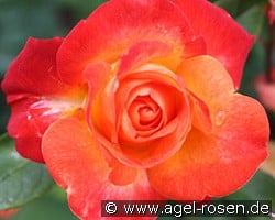 Pigalle (unbekannt) Bild der Rose 'Pigalle' (unbekannt)