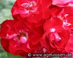 Pirouette (unbekannt) Bild der Rose 'Pirouette' (unbekannt)