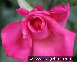 Prima Ballerina (unbekannt) Bild der Rose 'Prima Ballerina' (unbekannt)