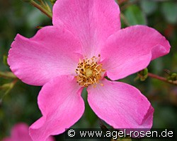 Ravena (unbekannt) Bild der Rose 'Ravena' (unbekannt)