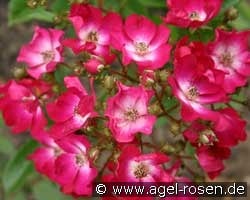 Red Yesterday (unbekannt) Bild der Rose 'Red Yesterday' (unbekannt)