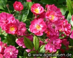 Robin Hood (unbekannt) Bild der Rose 'Robin Hood' (unbekannt)