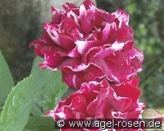 Roger Lambelin (unbekannt) Bild der Rose 'Roger Lambelin' (unbekannt)