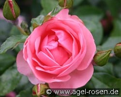 Rosenprofessor Sieber (unbekannt) Bild der Rose 'Rosenprofessor Sieber' (unbekannt)