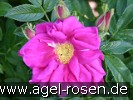 Bild der Rose 'Rotes Meer' (unbekannt)