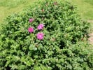 Rotes Meer (unbekannt) Bild der Rose 'Rotes Meer' (unbekannt)