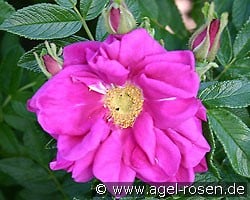 Rotes Meer (unbekannt) Bild der Rose 'Rotes Meer' (unbekannt)