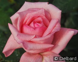 Roul Follereau (unbekannt) Bild der Rose 'Roul Follereau' (unbekannt)
