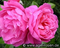 Saint-Exupéry (unbekannt) Bild der Rose 'Saint-Exupéry' (unbekannt)