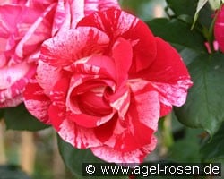 Scentimental (unbekannt) Bild der Rose 'Scentimental' (unbekannt)