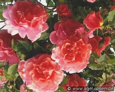 Schloß Bad Homburg (unbekannt) Bild der Rose 'Schloß Bad Homburg' (unbekannt)