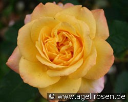 Schöne Hedwig (unbekannt) Bild der Rose 'Schöne Hedwig' (unbekannt)