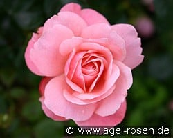 Sexy Rexy (unbekannt) Bild der Rose 'Sexy Rexy' (unbekannt)