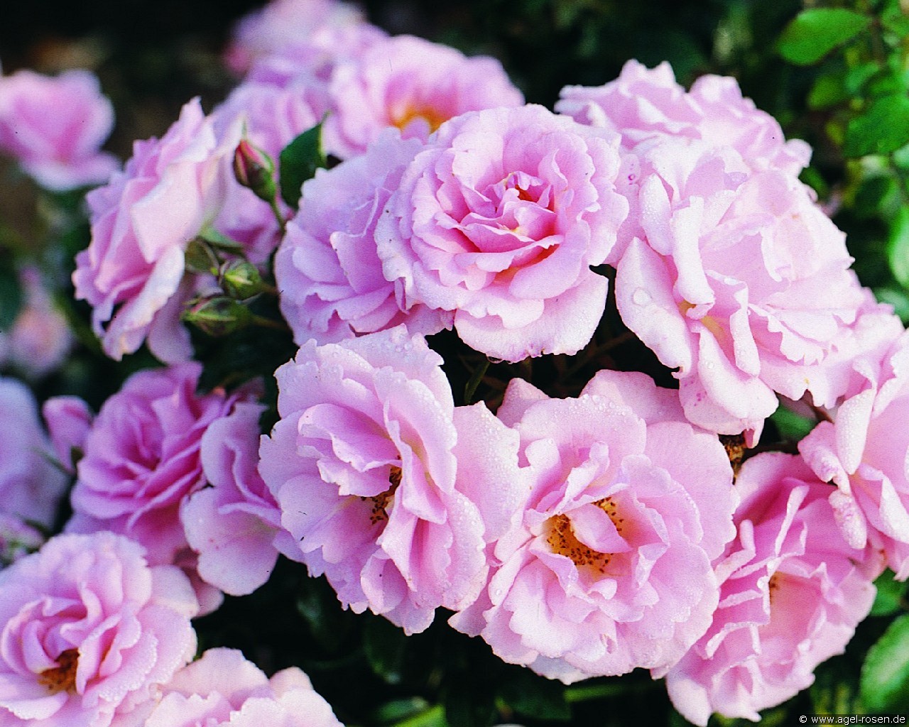 Sommermorgen (unbekannt) Bild der Rose 'Sommermorgen' (unbekannt)