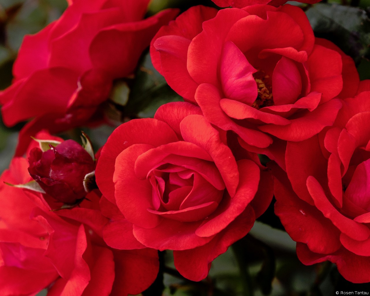 Stadt Eltville (unbekannt) Bild der Rose 'Stadt Eltville' (unbekannt)