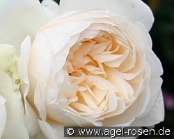 Summer Memories (unbekannt) Bild der Rose 'Summer Memories' (unbekannt)