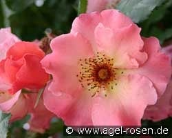Summer Wine (unbekannt) Bild der Rose 'Summer Wine' (unbekannt)