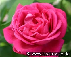 Tom Wood (unbekannt) Bild der Rose 'Tom Wood' (unbekannt)