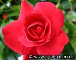 Tradition (unbekannt) Bild der Rose 'Tradition' (unbekannt)
