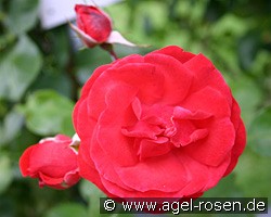 Trompeter v. Sächingen (unbekannt) Bild der Rose 'Trompeter v. Sächingen' (unbekannt)