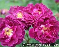 Tuscany (unbekannt) Bild der Rose 'Tuscany' (unbekannt)