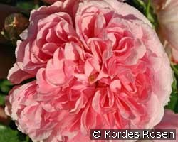 Uetersens Rosenprinzessin (unbekannt) Bild der Rose 'Uetersens Rosenprinzessin' (unbekannt)