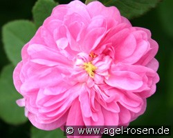 Urdh (unbekannt) Bild der Rose 'Urdh' (unbekannt)