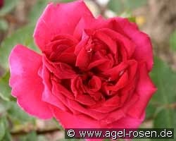 Velvet Fragrance (unbekannt) Bild der Rose 'Velvet Fragrance' (unbekannt)