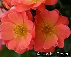W. Marquardt (unbekannt) Bild der Rose 'W. Marquardt' (unbekannt)