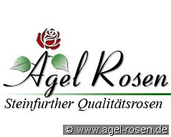 Walburga (unbekannt) Bild der Rose 'Walburga' (unbekannt)