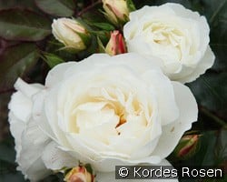 Weiße Wolke (unbekannt) Bild der Rose 'Weiße Wolke' (unbekannt)
