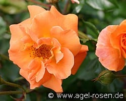 Westzeit (unbekannt) Bild der Rose 'Westzeit' (unbekannt)