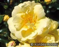 Wife of Bath (unbekannt) Bild der Rose 'Wife of Bath' (unbekannt)