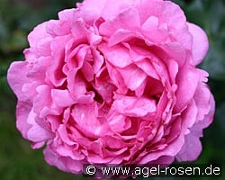 Yves Piaget (unbekannt) Bild der Rose 'Yves Piaget' (unbekannt)