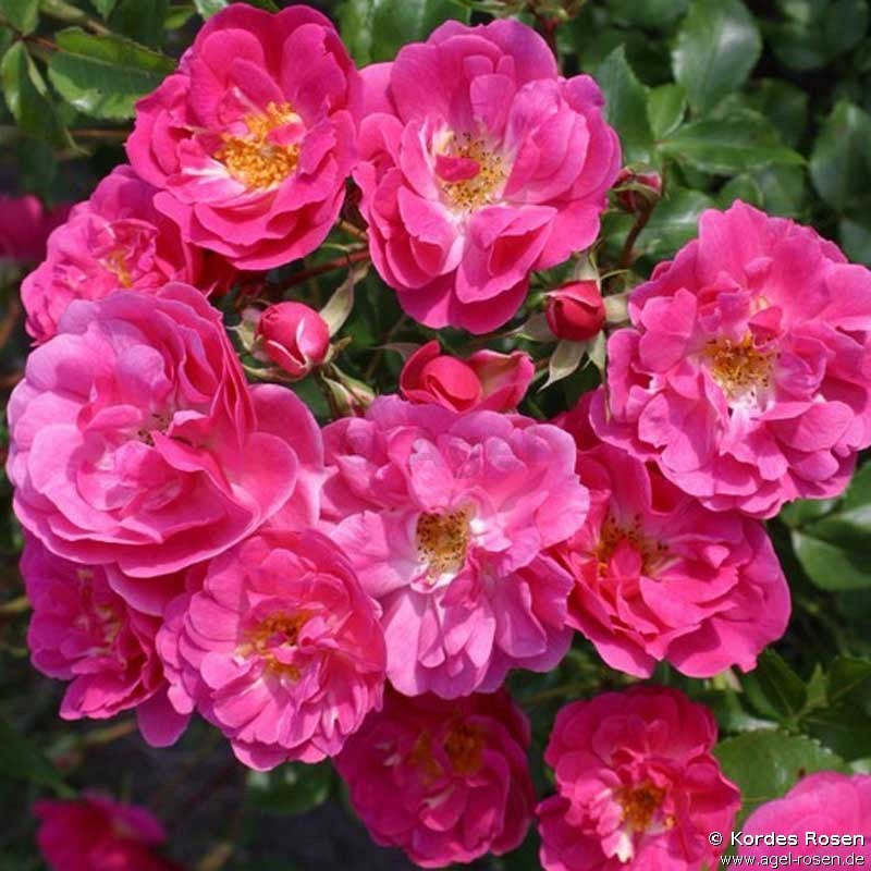 Picture of the rose 'Adolf Drexler' (unknown)