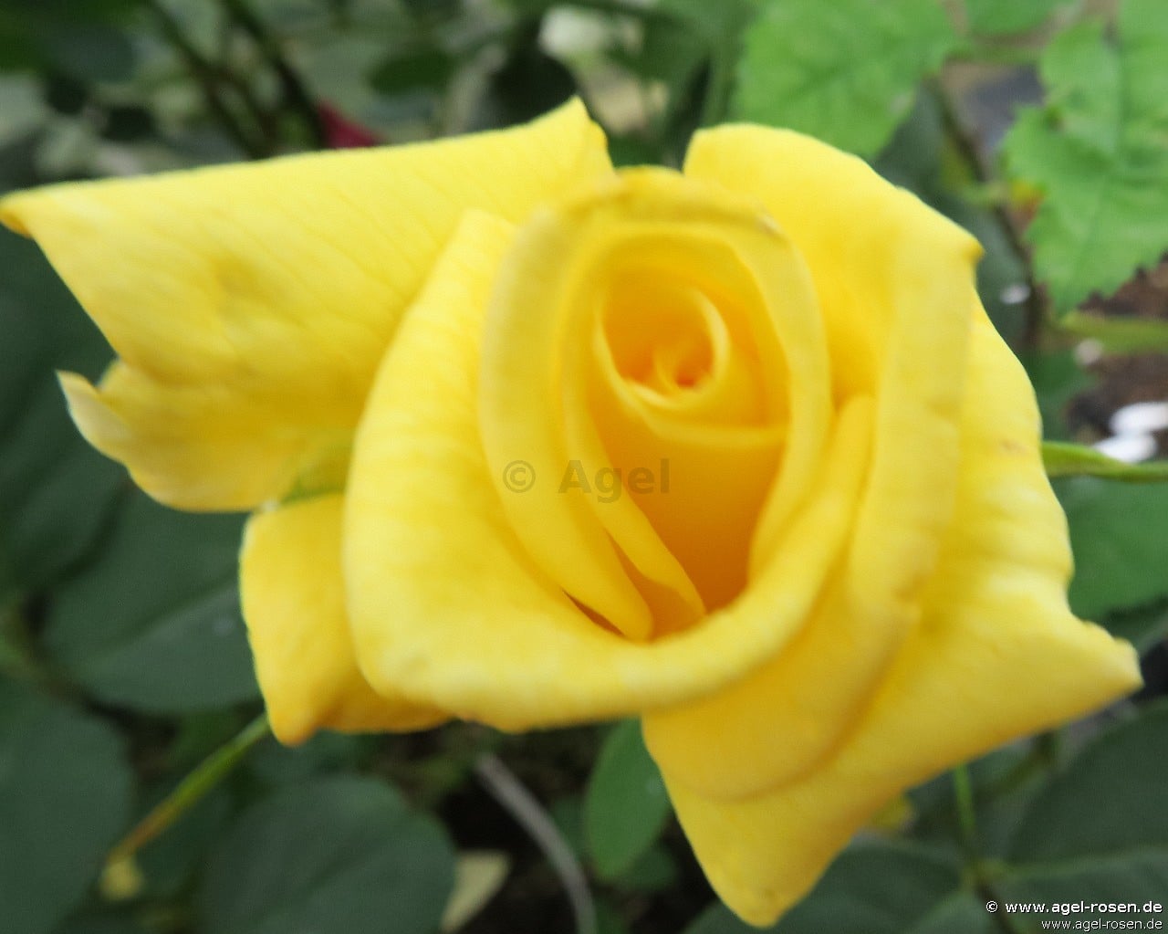 Picture of the rose 'Crema Flowercircus' (unknown)
