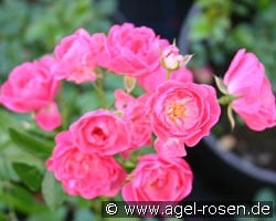 Lovely Fairy (unknown) Picture of the rose 'Lovely Fairy' (unknown)