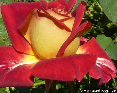Monte Carlo Country Club (unknown) Picture of the rose 'Monte Carlo Country Club' (unknown)