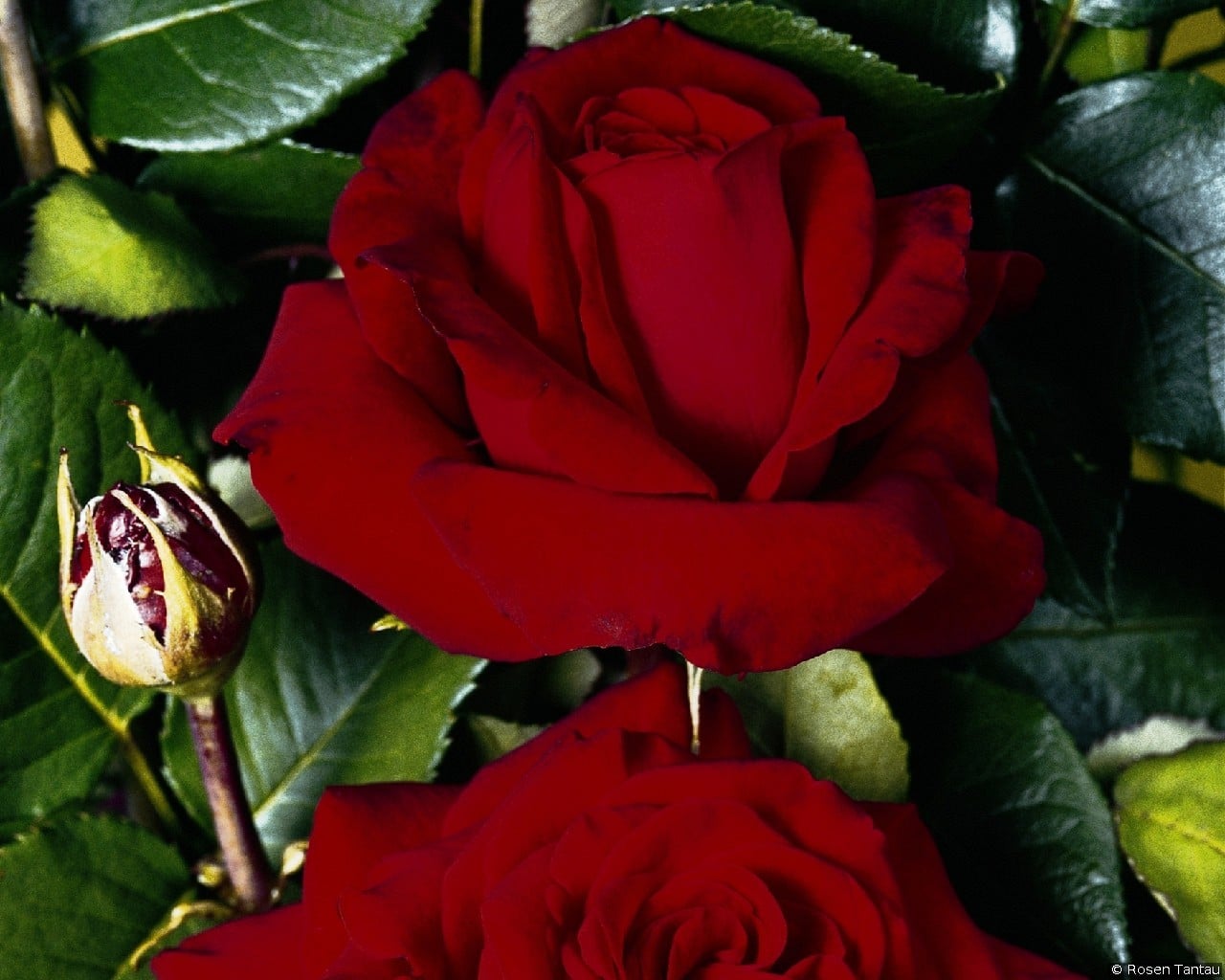 Red Nostalgica (unknown) Picture of the rose 'Red Nostalgica' (unknown)