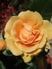 Amber Queen (Beetrose) Bild der Rose 'Amber Queen' (Beetrose)